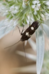 Parascythris muelleri