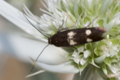 Parascythris muelleri