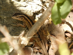 Liolaemus schroederi