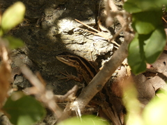 Liolaemus schroederi
