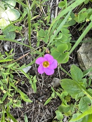 Oxalis obliquifolia