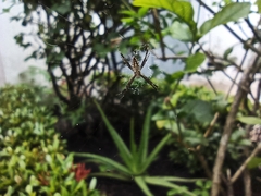 Argiope argentata