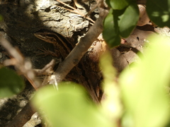 Liolaemus schroederi
