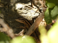 Liolaemus schroederi