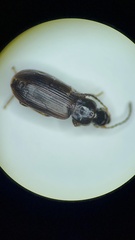 Dicheirotrichus cognatus