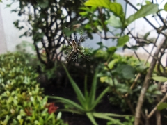 Argiope argentata