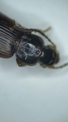 Dicheirotrichus cognatus