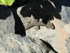 Tarentola delalandii