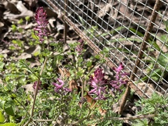Fumaria officinalis