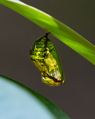 Euploea phaenareta