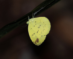 Eurema andersoni