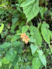 Begonia sutherlandii