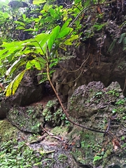Pinanga albescens