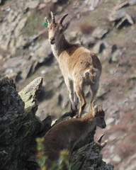 Capra pyrenaica victoriae