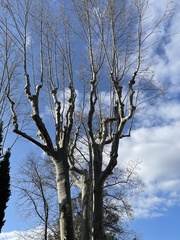 Platanaceae