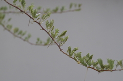 Acacia tortilis subsp. heteracantha image