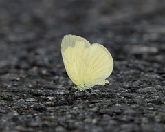 Eurema hecabe