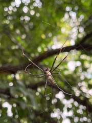Trichonephila clavipes