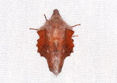 Phyllodesma occidentis