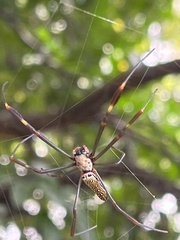 Trichonephila clavipes