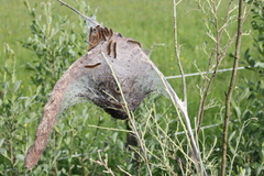 Eriogaster lanestris