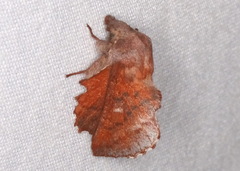 Phyllodesma occidentis