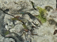 Halichoeres nebulosus