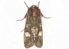 Copivaleria grotei