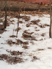 Turdus pilaris