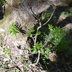 Aesculus californica