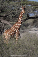 Giraffa camelopardalis reticulata