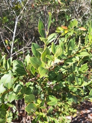 Lyonia lucida