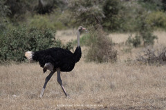 Struthio molybdophanes