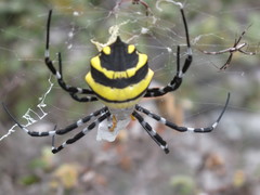Argiope coquereli
