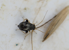 Halticus apterus