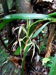 Prosthechea cochleata