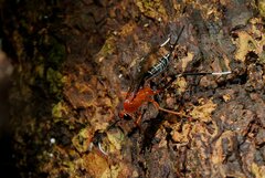 Cryptinae