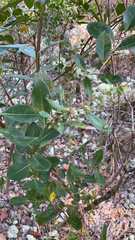 Lyonia lucida