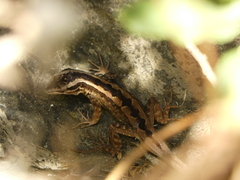 Liolaemus schroederi