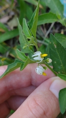 Solanum pygmaeum