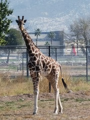 Giraffa