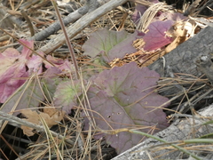 Francoa appendiculata