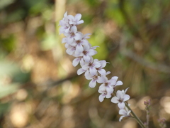 Francoa appendiculata
