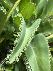 Kalanchoe daigremontiana