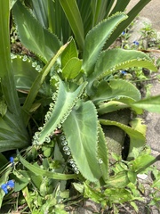 Kalanchoe daigremontiana