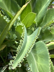 Kalanchoe daigremontiana