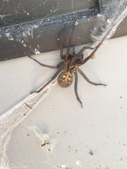 Eratigena atrica