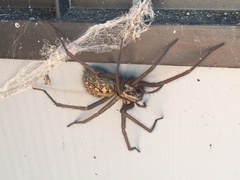 Eratigena atrica