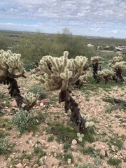 Cylindropuntia bigelovii