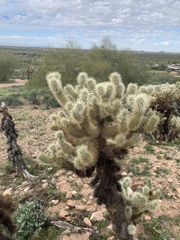 Cylindropuntia bigelovii